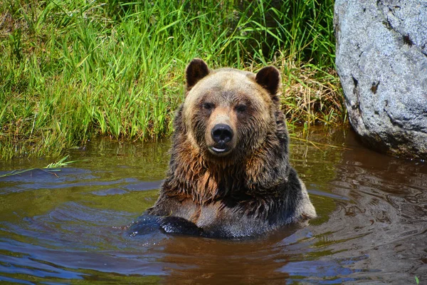 Medvěd Grizzly Také Známý Jako Medvěd Stříbrný Medvěd Grizzly Nebo — Stock fotografie