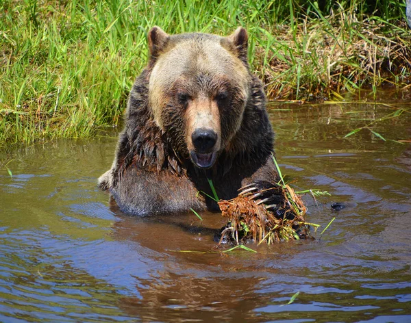 Orso Grizzly Noto Anche Come Orso Silvertip Grizzly Orso Bruno — Foto Stock