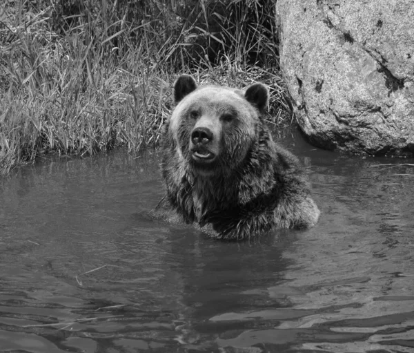 Grizzly Bear Also Known Silvertip Bear Grizzly North American Brown — Stock Photo, Image