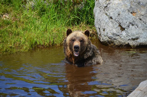 Urso Pardo Também Conhecido Como Urso Pardo Urso Pardo Uma — Fotografia de Stock