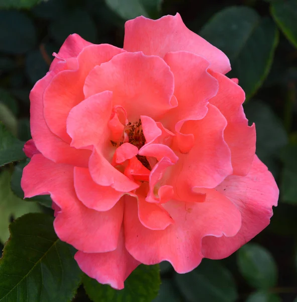 Beautiful Rose Flower Garden Summer Flowers — Stock Photo, Image