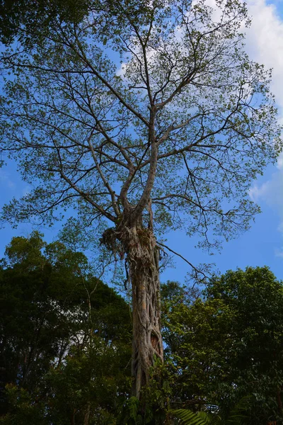 Tree Branches Blue Sky Background — Foto de Stock