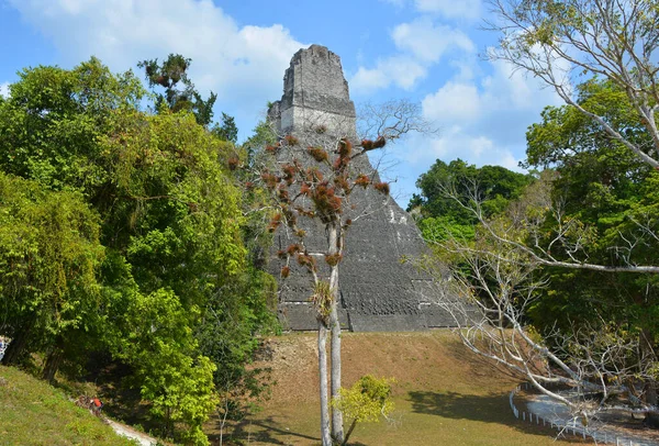 Tikal Guatemala 2016 Archaeological Site Pre Columbian Maya Civilization Tikal — Zdjęcie stockowe