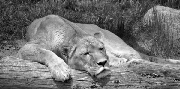 Львица Лежит Бревне — стоковое фото