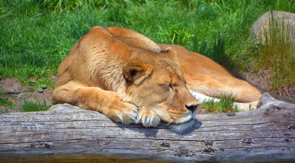 Lioness Lying Log — 스톡 사진