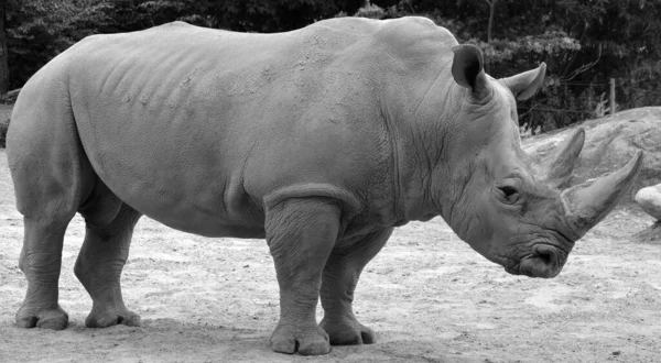 Rhinocéros Noir Dans Zoo — Photo