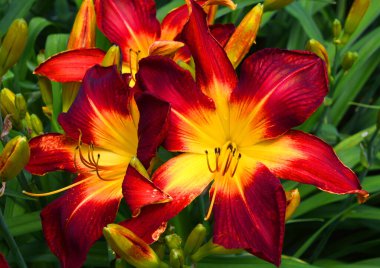 Amaryllis, Amaryllidinae kabilesindeki tek cinstir. Çiçek açan ampullerin iki türü olan küçük bir cinsidir..