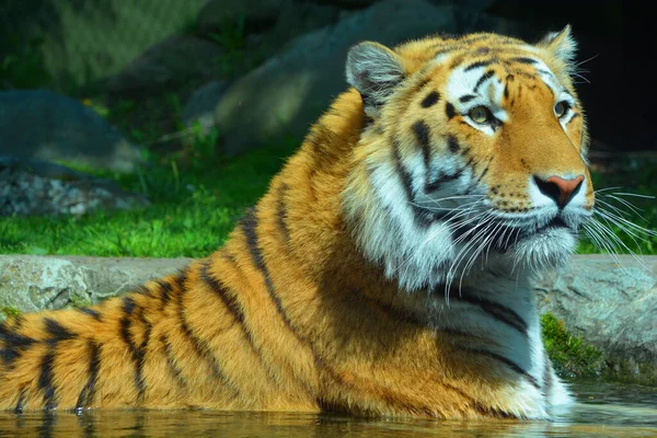 Tigre Perto Tigre Panthera Tigris Maior Espécie Gato Terceiro Maior — Fotografia de Stock