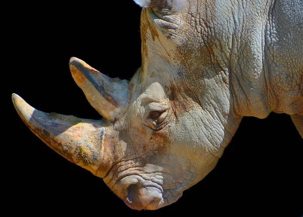 Bílý Nosorožec Nebo Nosorožec Hranatými Rty Největší Existující Druh Nosorožce — Stock fotografie