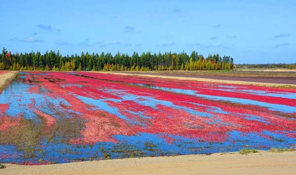 Cranberry farm water management harvesting in Saint-Louis-de-Blandford located on the Becancour River in Arthabaska county Centre-du-Quebec region.