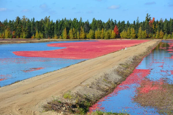 Cranberry farm water management harvesting in Saint-Louis-de-Blandford located on the Becancour River in Arthabaska county Centre-du-Quebec region.