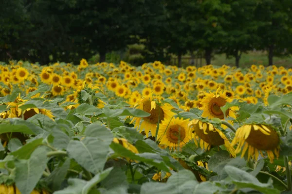 Field Yellow Sunflowers Bright Background — 스톡 사진