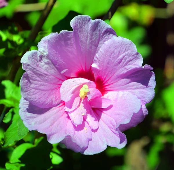 Minerva Hibiscus Flower Features Pinkish Lavender Blooms Red Centers Standout — Foto Stock