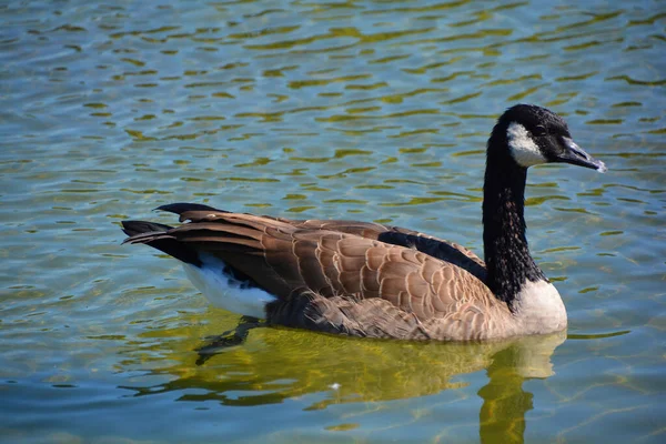 Canada goose is a large wild goose species with a black head and neck, white patches on the face, and a brown body.