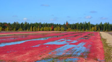 Cranberry farm water management harvesting in Saint-Louis-de-Blandford located on the Becancour River in Arthabaska county Centre-du-Quebec region. 