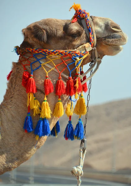Верблюд Пустыне — стоковое фото