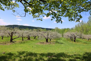 Elma ağacının çiçek açması, gül familyasının en çok tatlı, pofuduk meyvesi olan elmasıyla tanınan yaprak döken ağacıdır. Dünya çapında bir meyve ağacı gibi işlenmiş.
