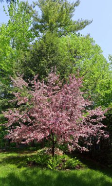 Elma ağacının çiçek açması, gül familyasının en çok tatlı, pofuduk meyvesi olan elmasıyla tanınan yaprak döken ağacıdır. Dünya çapında bir meyve ağacı gibi işlenmiş.
