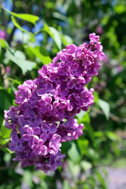 Şırınga vulgarisi (leylak veya leylak), Oleaceae familyasından, Balkan Yarımadası 'nda yetişen ve kayalık tepelerde yetişen bir bitki türü.
