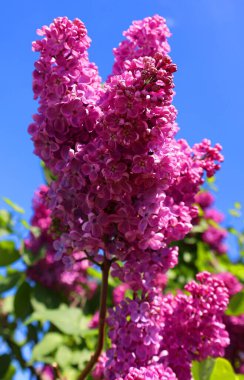 Şırınga vulgarisi (leylak veya leylak), Oleaceae familyasından, Balkan Yarımadası 'nda yetişen ve kayalık tepelerde yetişen bir bitki türü.