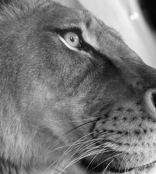 狮子是黑豹属的四大猫科动物之一 也是猫科动物中的一员 有些雄性的体重超过250公斤 550磅 是继老虎之后的第二大活猫 — 图库照片