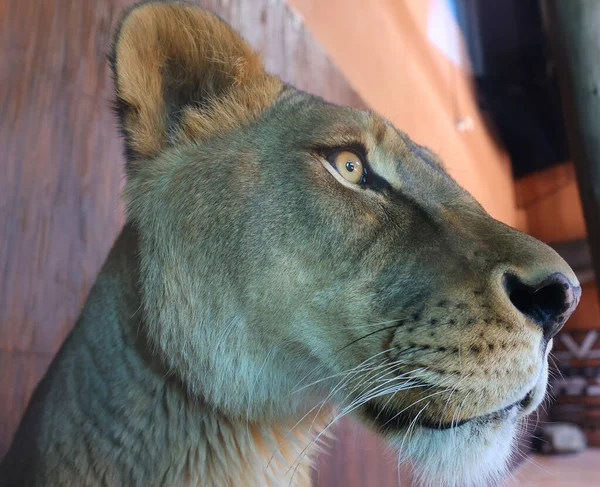 Lion Ist Eine Der Vier Großkatzen Der Gattung Panthera Und — Stockfoto