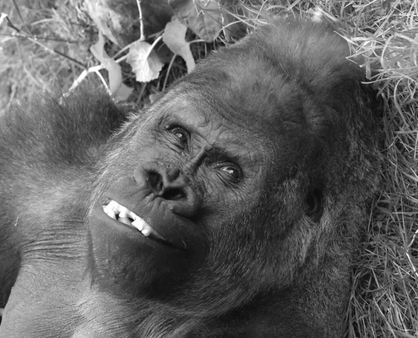 ゴリラは地上に生息しており 主にアフリカ中央部の森林に生息する草食性の類人猿である ゴリラのDnaは人間のDnaと非常によく似ており から99 である — ストック写真
