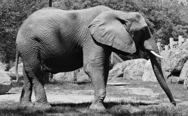 Elefantes Africanos São Elefantes Gênero Loxodonta Gênero Composto Por Duas — Fotografia de Stock