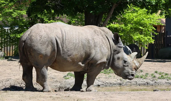 Rinoceronte Blanco Rinoceronte Labio Cuadrado Especie Rinoceronte Más Grande Existente —  Fotos de Stock