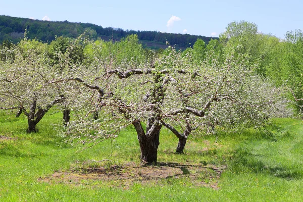 Fioritura Del Melo Albero Deciduo Della Famiglia Delle Rose Più — Foto Stock