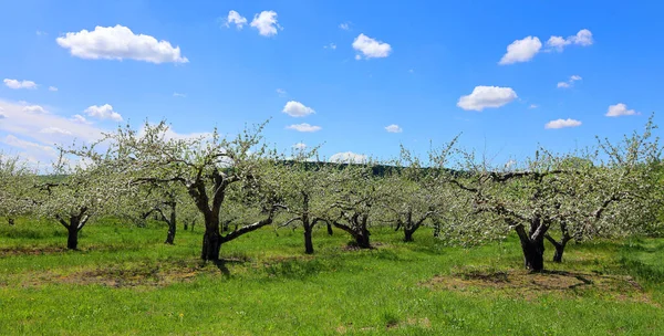 The apple tree blooming is a deciduous tree in the rose family best known for its sweet, pomaceous fruit, the apple. It is cultivated worldwide as a fruit tree