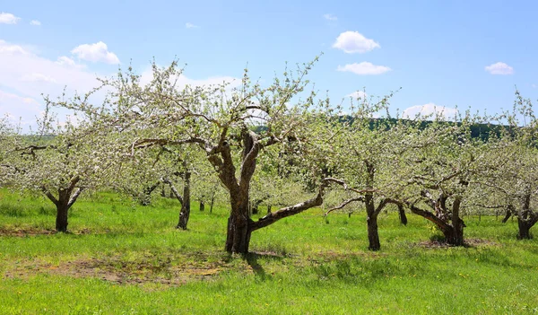 The apple tree blooming is a deciduous tree in the rose family best known for its sweet, pomaceous fruit, the apple. It is cultivated worldwide as a fruit tree