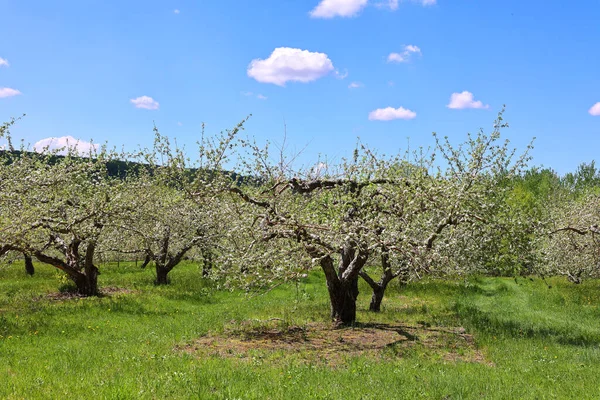 Äppelträdet Som Blommar Ett Lövträd Rosenfamiljen Som Mest Känt För — Stockfoto