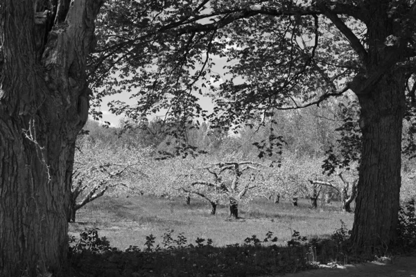 Macieira Florescendo Uma Árvore Caduca Família Das Rosas Mais Conhecida — Fotografia de Stock