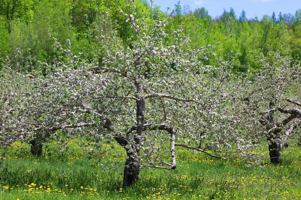 Elma ağacının çiçek açması, gül familyasının en çok tatlı, pofuduk meyvesi olan elmasıyla tanınan yaprak döken ağacıdır. Dünya çapında bir meyve ağacı gibi işlenmiş.