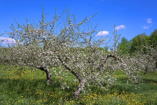 The apple tree blooming is a deciduous tree in the rose family best known for its sweet, pomaceous fruit, the apple. It is cultivated worldwide as a fruit tree