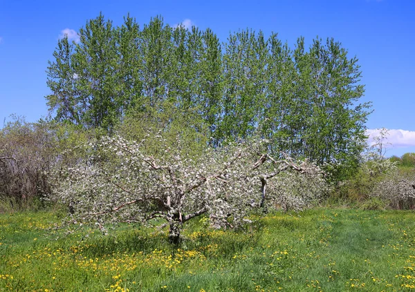 사과나무가 피우는 장미꽃 속하는 낙엽수로서 달콤하고 과일인 사과로 알려져 나무로서 — 스톡 사진