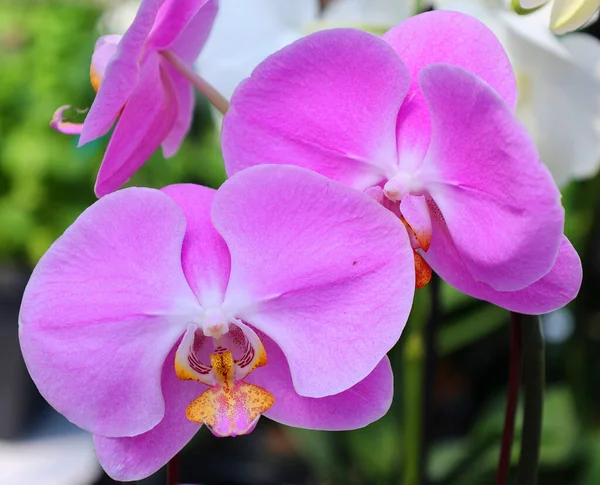 Orchidaceae Sono Una Famiglia Variegata Diffusa Piante Fiore Con Fioriture — Foto Stock