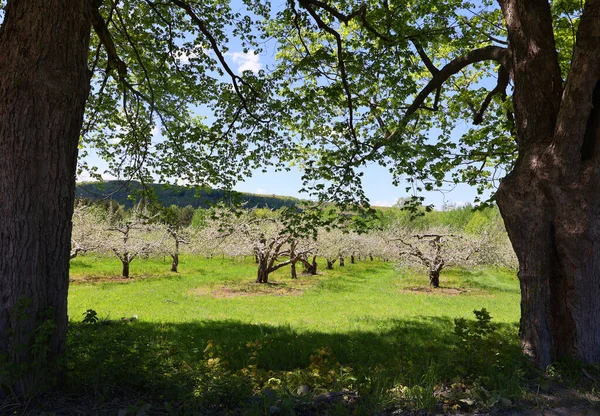 Elma Ağacının Çiçek Açması Gül Familyasının Çok Tatlı Pofuduk Meyvesi — Stok fotoğraf