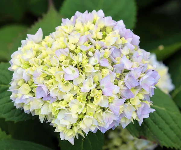 Ορτανσία Hydrangea Είναι Ένα Γένος Από 7075 Είδη Ανθοφόρων Φυτών — Φωτογραφία Αρχείου