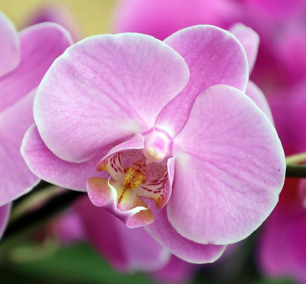 Orchidaceae Zróżnicowana Powszechna Rodzina Roślin Kwitnących Kwiatami Które Często Kolorowe — Zdjęcie stockowe