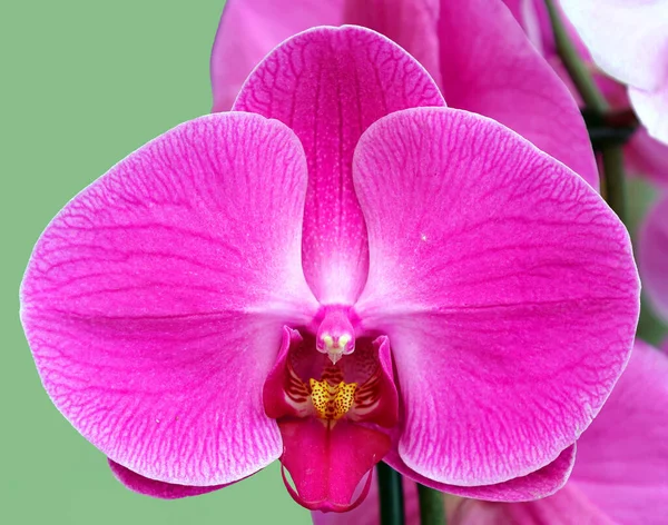 The Orchidaceae are a diverse and widespread family of flowering plants, with blooms that are often colourful and fragrant, commonly known as the orchid family.