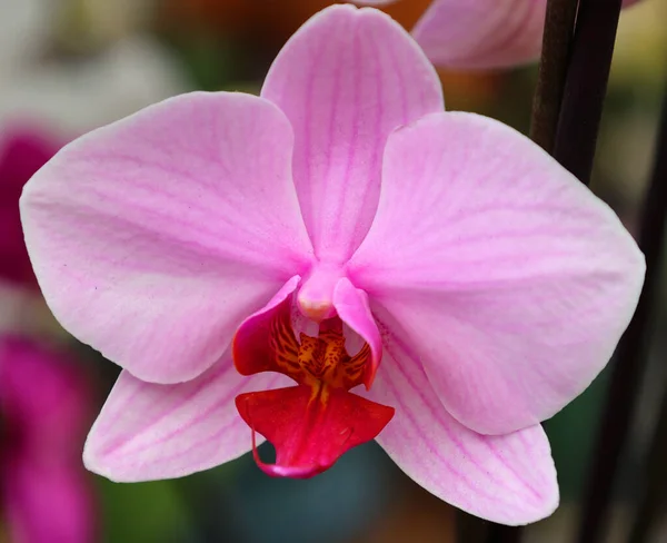 Orchidaceae Zróżnicowana Powszechna Rodzina Roślin Kwitnących Kwiatami Które Często Kolorowe — Zdjęcie stockowe