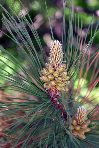 Алкоки Alcock Spruce Cones Вид Хвойних Родині Pinaceae Зустрічається Тільки — стокове фото