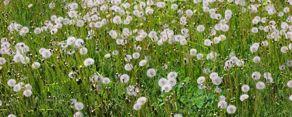 Field Seeded Dandelion Head Yellow Dandelion Meadow Green Black Background — Stock Photo, Image