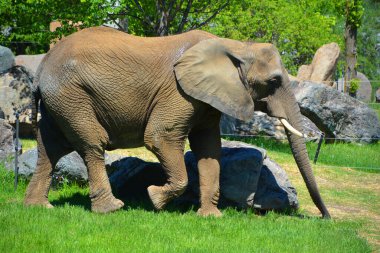 Afrika filleri Loxodonta cinsinin filleridir. Cins iki mevcut türe sahiptir: Afrika çalı fili, L. africana ve daha küçük Afrika orman fili. 