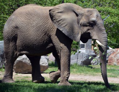 Afrika filleri Loxodonta cinsinin filleridir. Cins iki mevcut türe sahiptir: Afrika çalı fili, L. africana ve daha küçük Afrika orman fili.