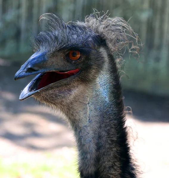 Emu Largest Bird Native Australia Only Extant Member Genus Dromaius — Stock Photo, Image