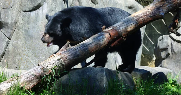 Urso Preto Asiático Ursus Thibetanus Selenarctos Thibetanus Também Lua Urso — Fotografia de Stock