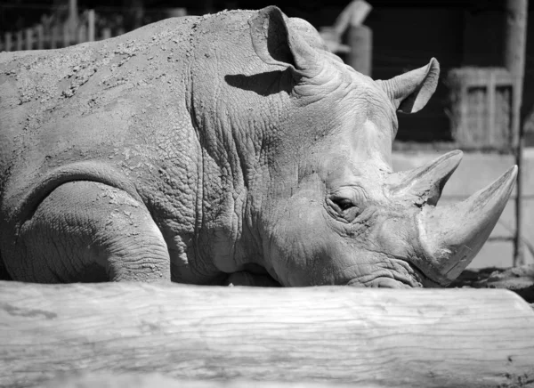 Rhinocéros Blanc Rhinocéros Lèvres Carrées Est Grande Espèce Existante Rhinocéros — Photo